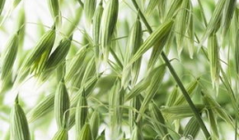 麻豆蕉,揭秘热带水果界的“网红”魅力